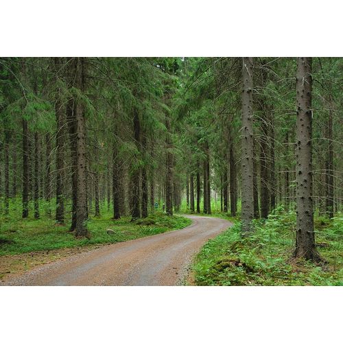 Finlandia-Savonlinna-dirt road in a spruce forest